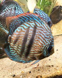 水槽の隅にいるディスカスの成魚