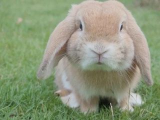 耳の垂れた子ウサギ