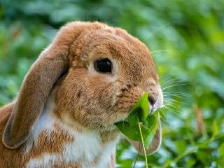 草を食べる子ウサギ